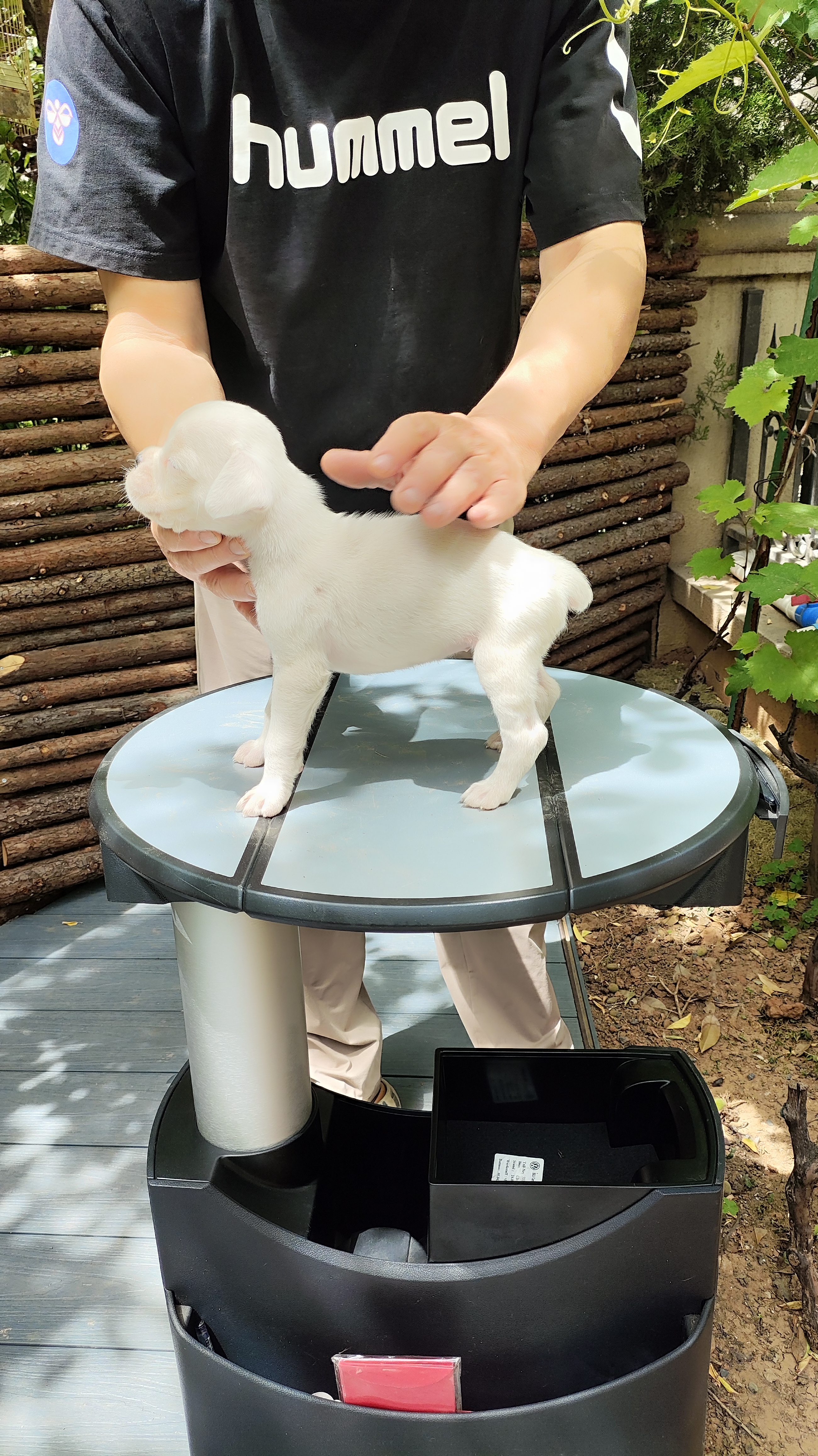 家养纯正拳师犬
白龙，极品，有面